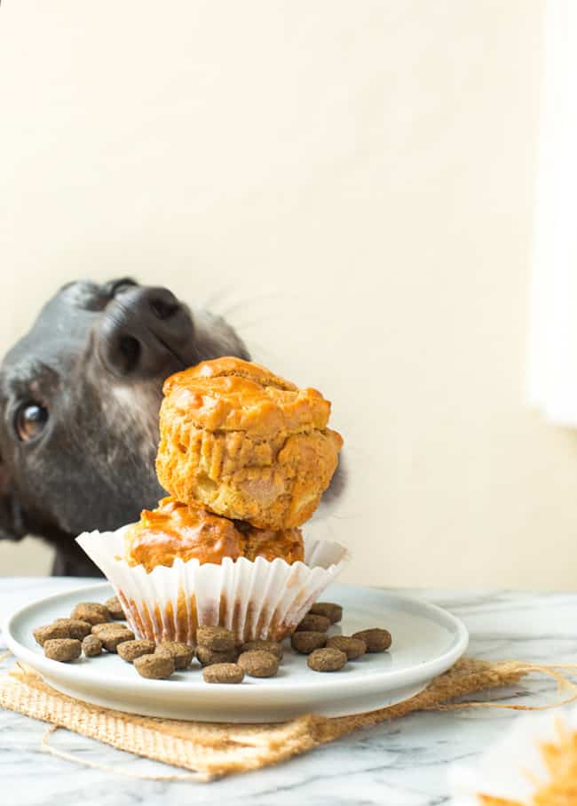 greyhound about to take a bite out of his dog cupcakes