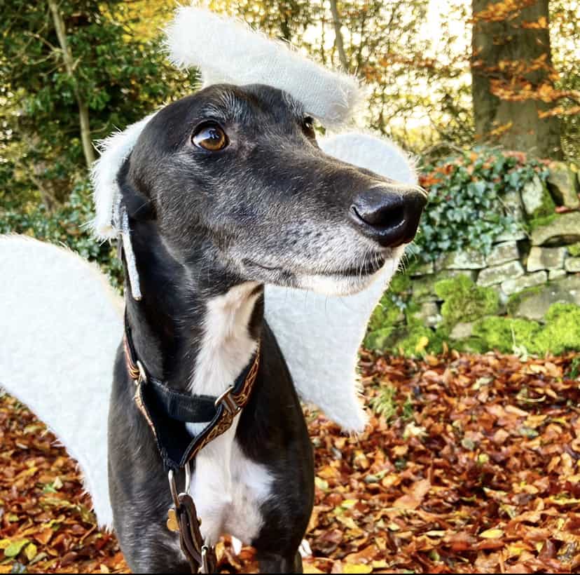 Black and white greyhound wearing an angel costume with a halo and wings.